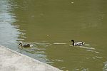 050603_csm-051.JPG
