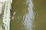 050603_csm-069.JPG